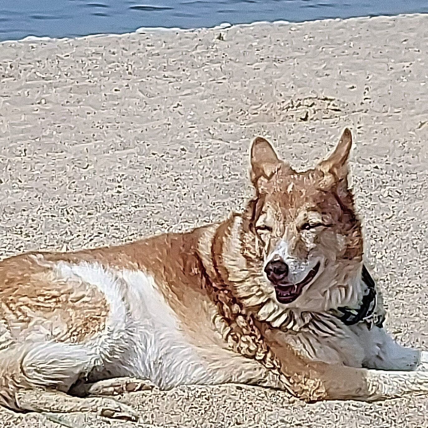 Naturheilkunde für Tiere